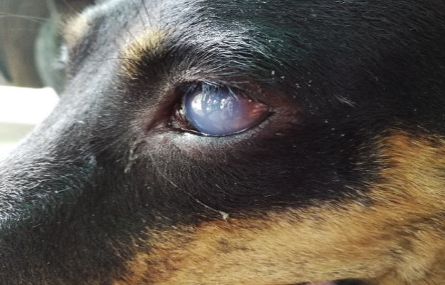 how do i fix my dogs cloudy eyes