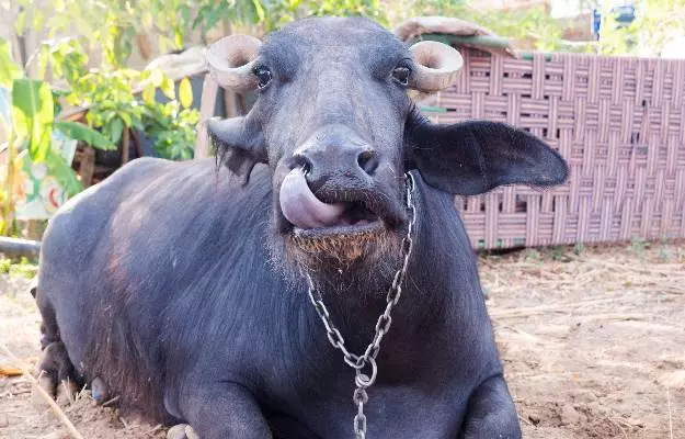 भैंस को खुरपका मुंहपका रोग - Foot And Mouth Disease in Buffalo in Hindi