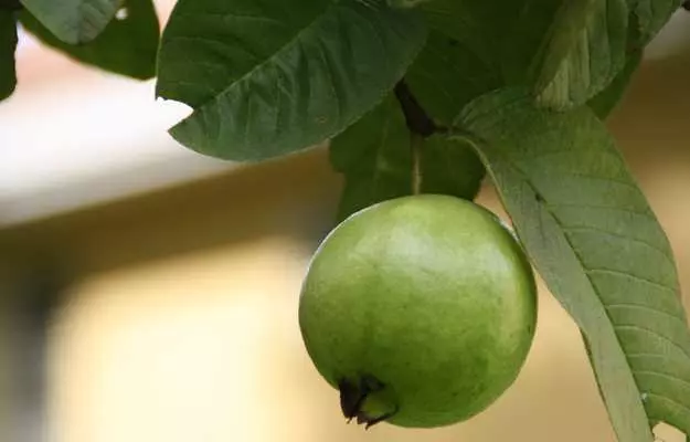 अमरूद खाने के फायदे और नुकसान - Guava Khane ke Fayde aur Nuksan in Hindi