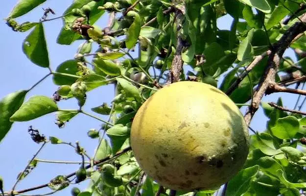 Bael Fruit: Benefits, uses, nutrition facts and side effects
