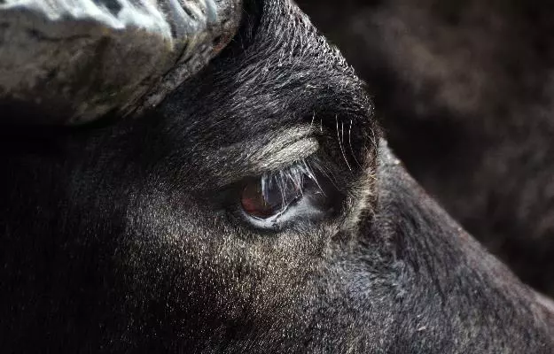 भैंस की आंख से कीचड़ आना - Infectious Bovine Keratoconjunctivitis (IBK) in Buffalo in Hindi