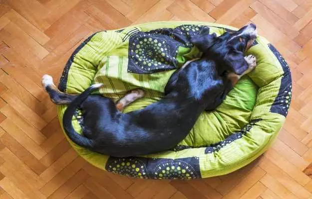 Choosing the right bed for your dog