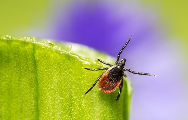 Dog ticks 2025 treatment in hindi