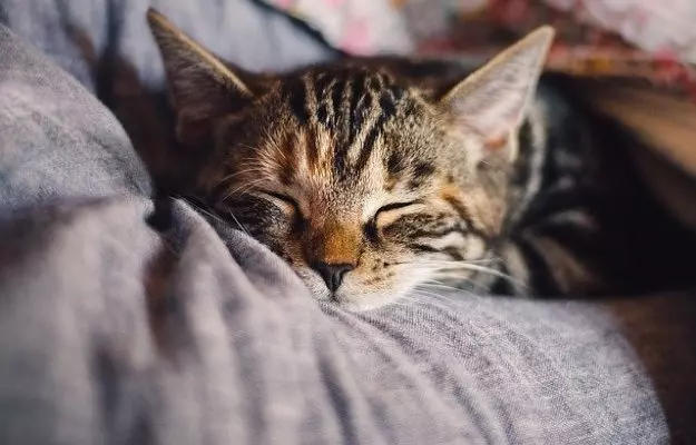 बिल्ली का घुरघुराना - Why do cats purr in Hindi