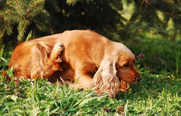 हाइपोएलर्जेनिक कुत्ते - Hypoallergenic dogs in Hindi